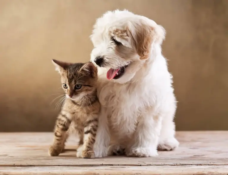 petshop